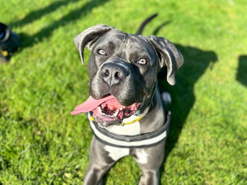 Bella for sale in Manchester, Greater Manchester