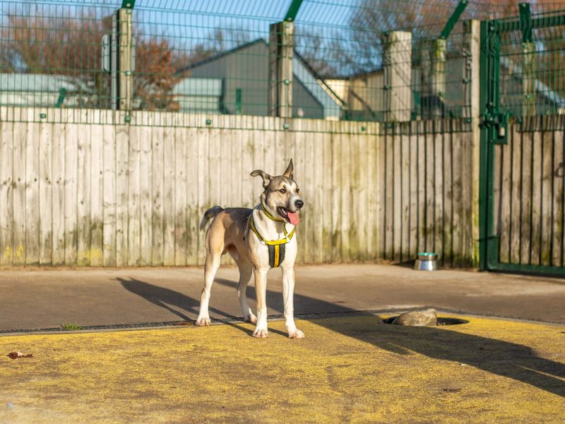 Rex for sale in Manchester - Image 3