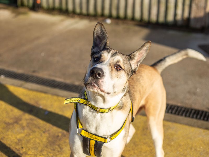 Rex for sale in Manchester - Image 1