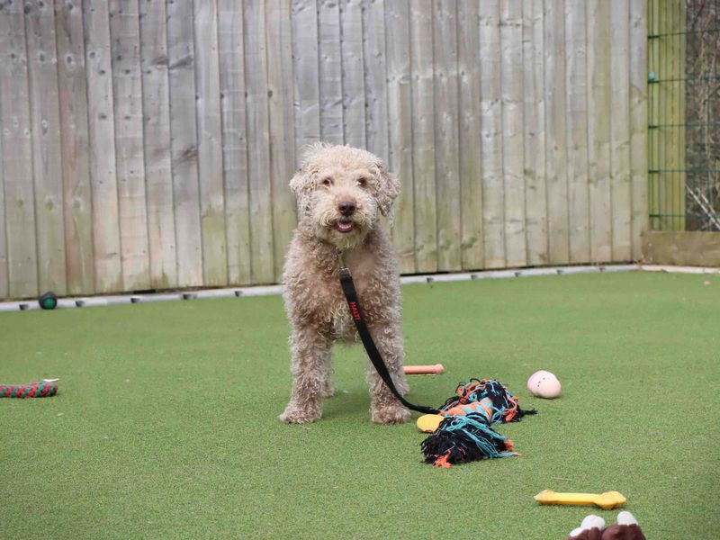 Milo | Terrier (Bedlington) | Darlington - 1