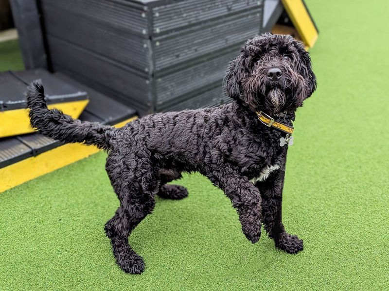Caesar spaniel deals dog rescue