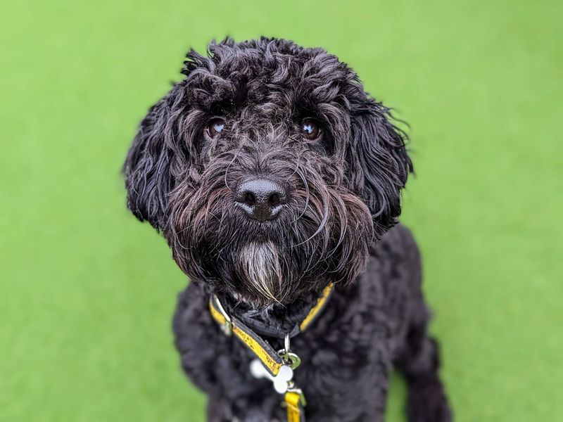 Caesar spaniel deals dog rescue