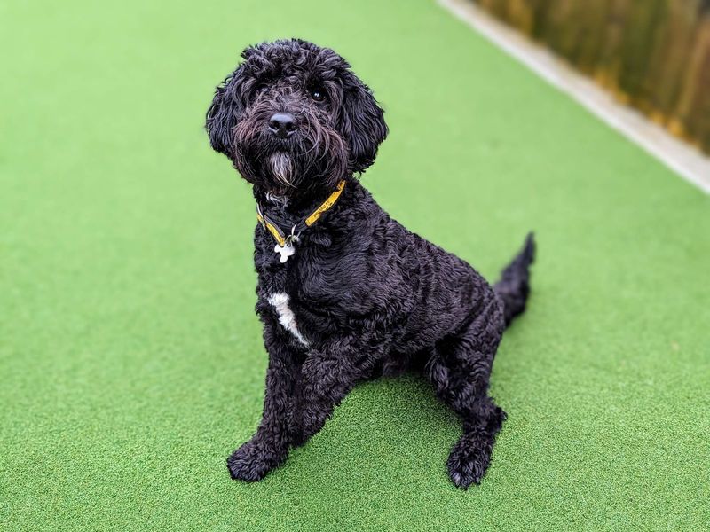 Caesar spaniel deals dog rescue