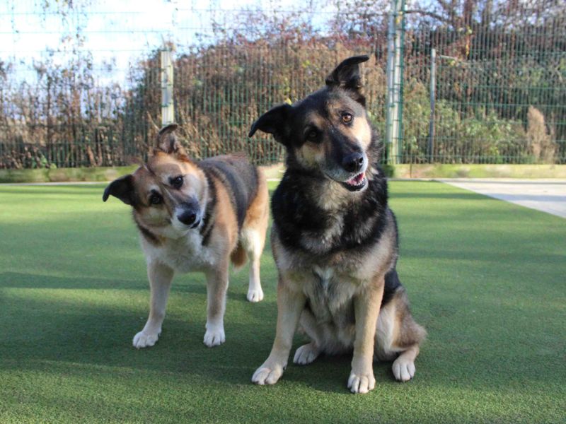 German Shepherd puppies for sale in Sadberge – 11 years old