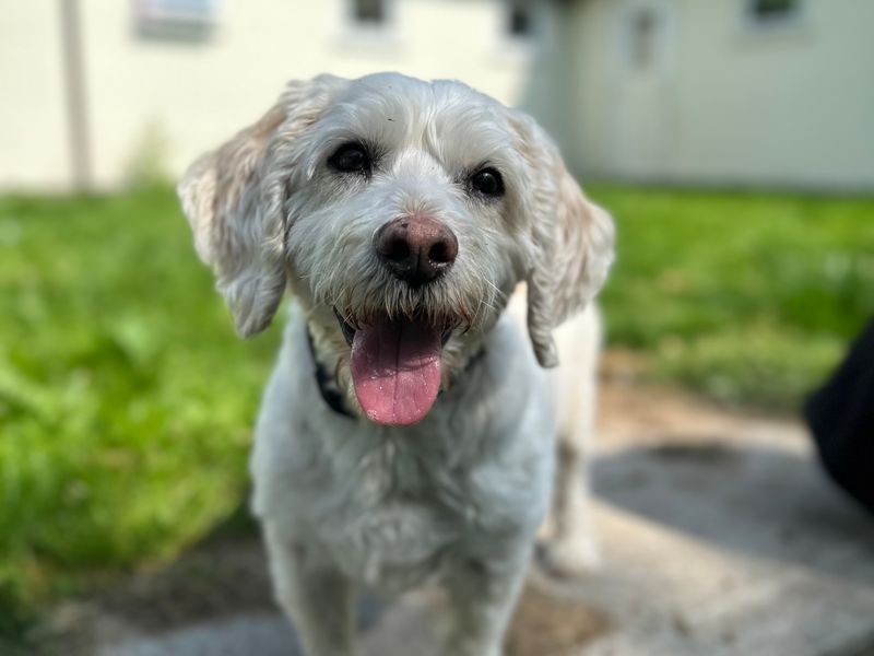Harley | Bichon Frise Cross | Bridgend (Wales) - 1