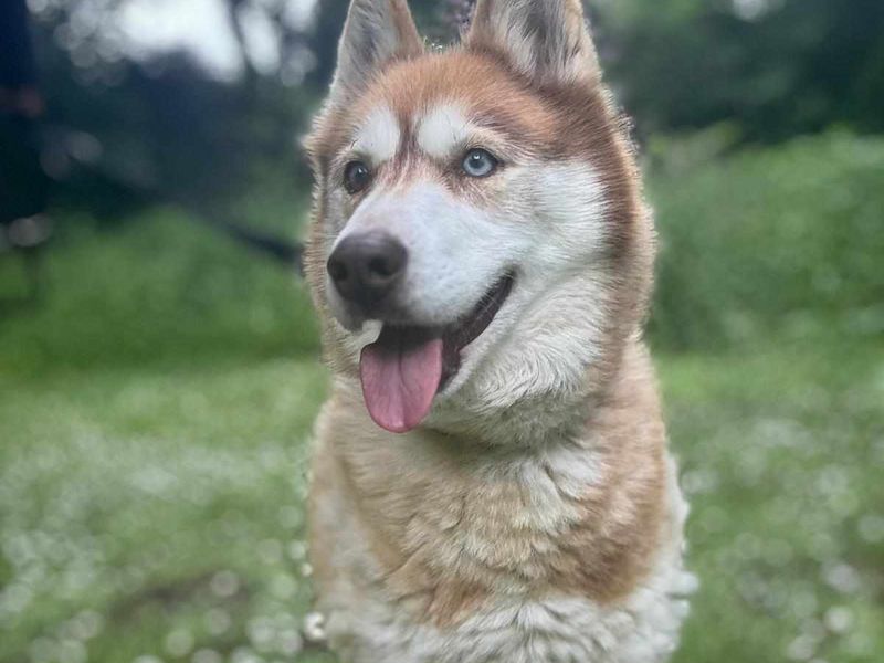 Siberian Husky for adoption in Cardiff, Glamorgan – 13 years old