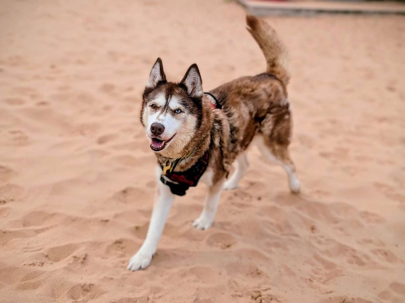 Siberian Husky for adoption in Cardiff, Glamorgan – 13 years old - Image 5 of 6