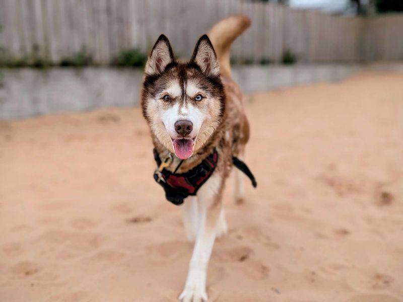 Siberian Husky for adoption in Cardiff, Glamorgan – 13 years old - Image 6 of 6