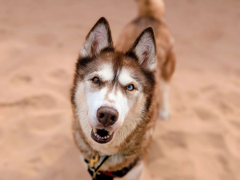 Siberian Husky for adoption in Cardiff, Glamorgan – 13 years old - Image 2 of 6