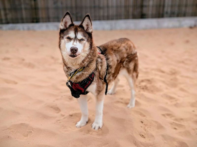 Siberian Husky for adoption in Cardiff, Glamorgan – 13 years old - Image 4 of 6