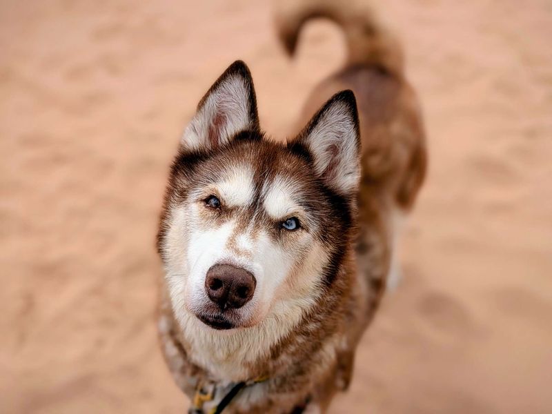 Siberian Husky for adoption in Cardiff, Glamorgan – 13 years old - Image 3 of 6