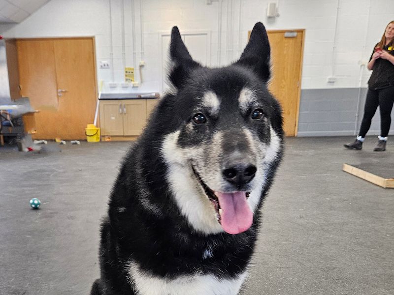 Kai for sale in Leeds