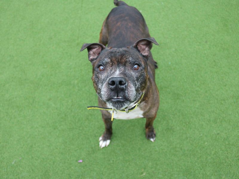 Bull sales terrier bruce