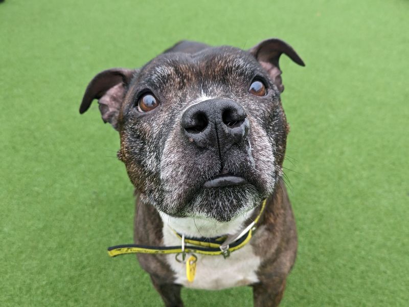 Staffordshire Bull Terrier for adoption in Glasgow, Scotland – 12 years old