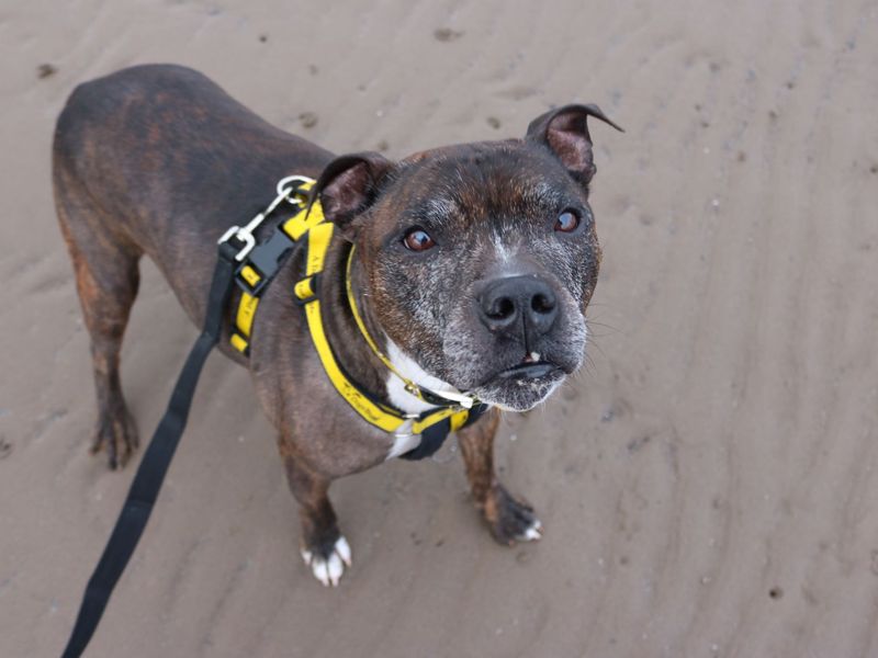 Staffordshire Bull Terrier for adoption in Glasgow, Scotland – 12 years old - Image 7 of 10
