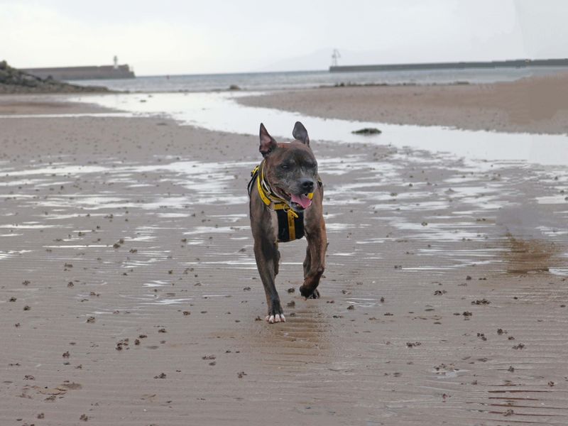 Staffordshire Bull Terrier for adoption in Glasgow, Scotland – 12 years old - Image 4 of 10