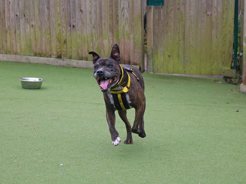 Staffordshire Bull Terrier for adoption in Glasgow, Scotland – 12 years old - Image 2 of 10