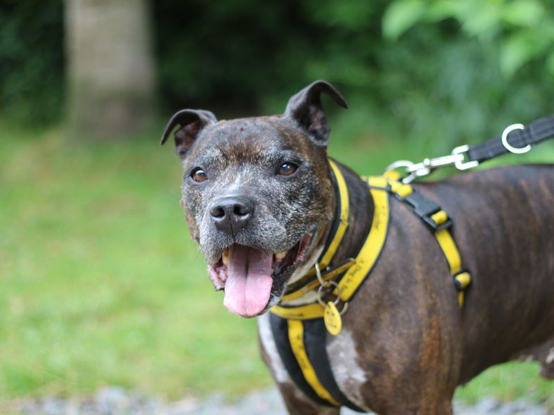 Staffordshire Bull Terrier for adoption in Glasgow, Scotland – 12 years old - Image 9 of 10