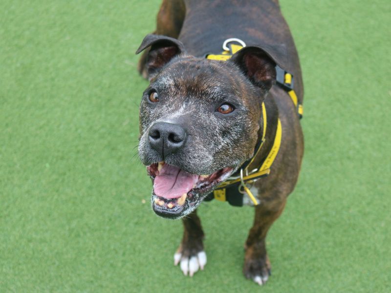 Staffordshire Bull Terrier for adoption in Glasgow, Scotland – 12 years old - Image 6 of 10