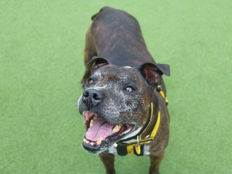 Staffordshire Bull Terrier for adoption in Glasgow, Scotland – 12 years old - Image 3 of 10