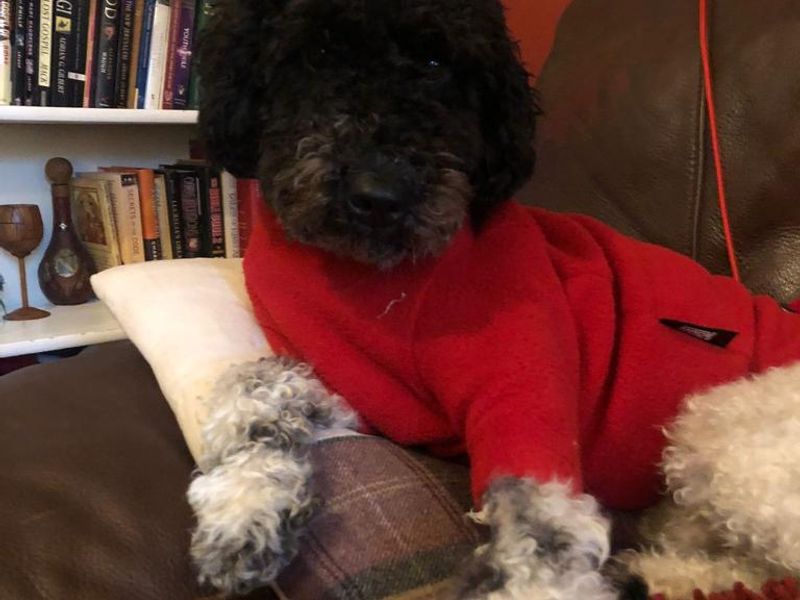 Poodle puppies for sale in Newton Tony – 3 years old