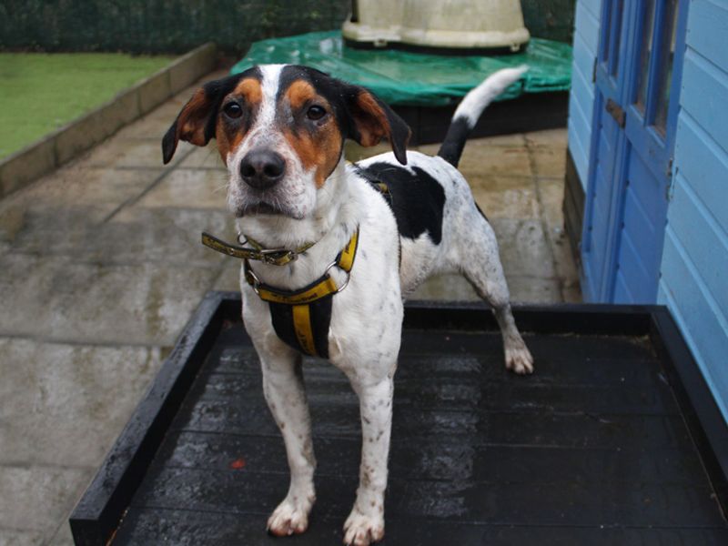 Jack Russell Terrier for adoption in Liverpool, Merseyside – 2 years old - Image 2 of 4