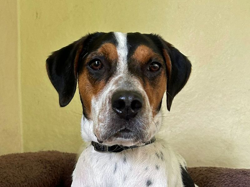 Beagle for adoption in Liverpool, Merseyside – 2 years old - Image 2 of 4