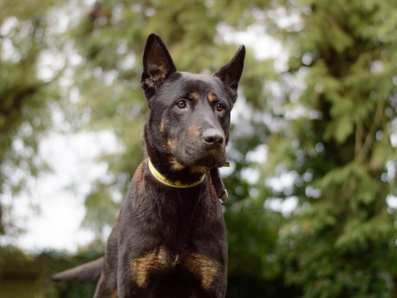 Rottweiler for adoption in Kenilworth, Warks – 6 years old - Image 9 of 9