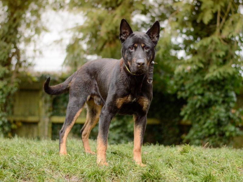 Rottweiler for adoption in Kenilworth, Warks – 6 years old