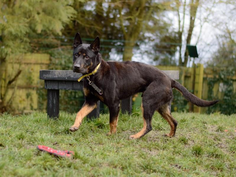 Rottweiler for adoption in Kenilworth, Warks – 6 years old - Image 4 of 9