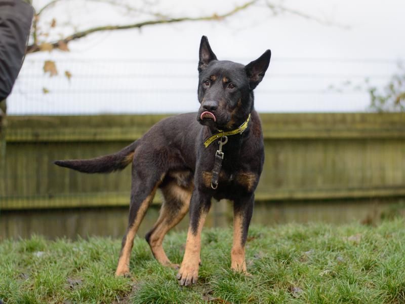 Rottweiler for adoption in Kenilworth, Warks – 6 years old - Image 2 of 9
