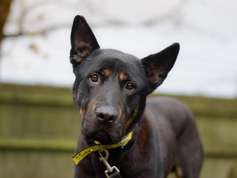 Rottweiler for adoption in Kenilworth, Warks – 6 years old - Image 5 of 9