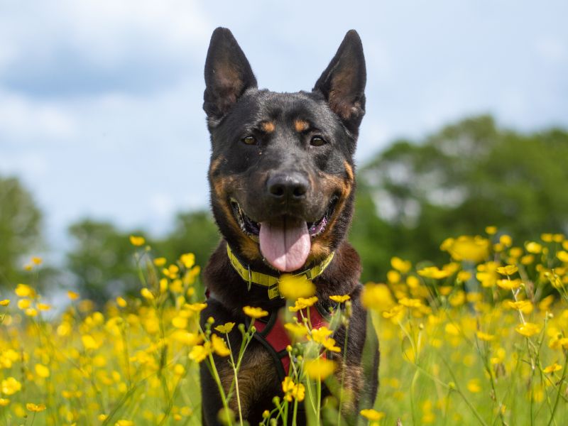 Rottweiler for adoption in Kenilworth, Warks – 6 years old - Image 7 of 9