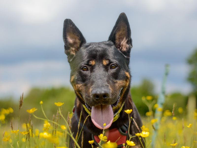 Rottweiler for adoption in Kenilworth, Warks – 6 years old - Image 8 of 9