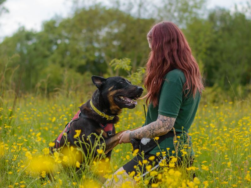 Rottweiler for adoption in Kenilworth, Warks – 6 years old - Image 3 of 9