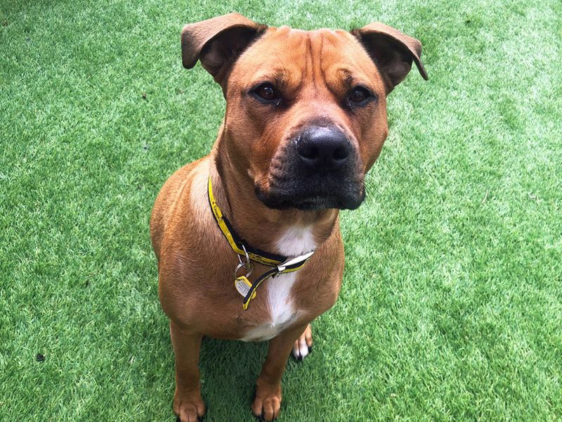 Staffordshire Bull Terrier for adoption in Liverpool, Merseyside – 4 years old