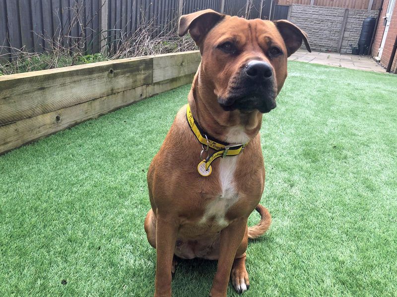 Staffordshire Bull Terrier for adoption in Liverpool, Merseyside – 4 years old - Image 4 of 4