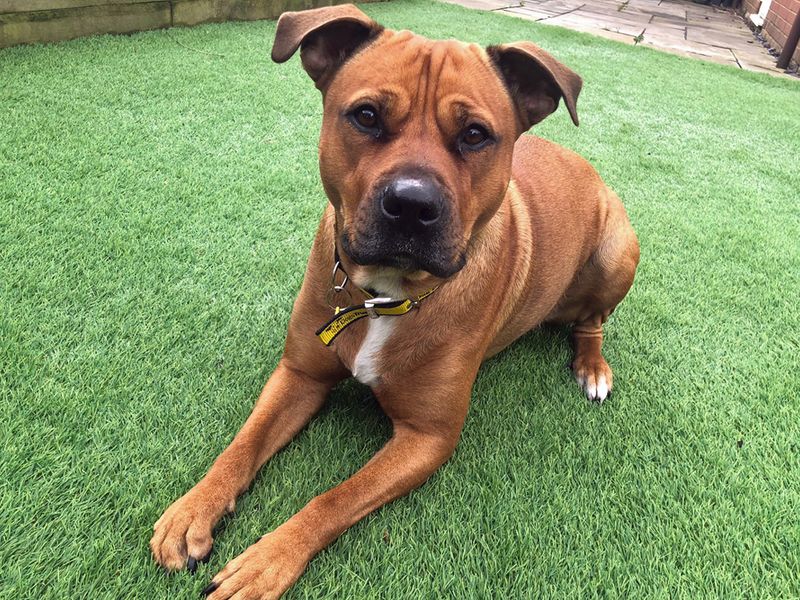 Staffordshire Bull Terrier for adoption in Liverpool, Merseyside – 4 years old - Image 3 of 4