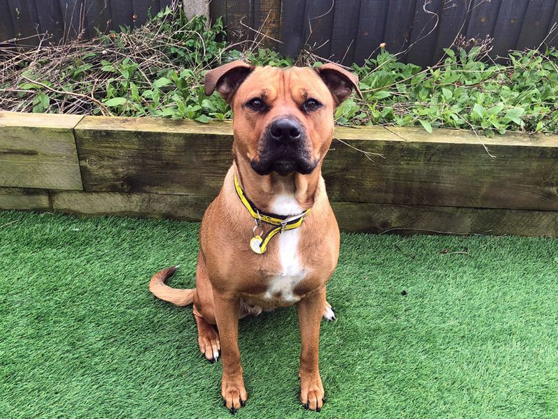 Staffordshire Bull Terrier for adoption in Liverpool, Merseyside – 4 years old - Image 2 of 4