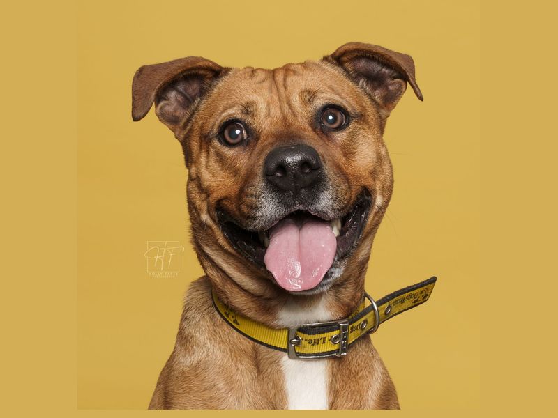 Mazda | Terrier (Staffordshire Bull) Cross | Merseyside (Liverpool) - 1