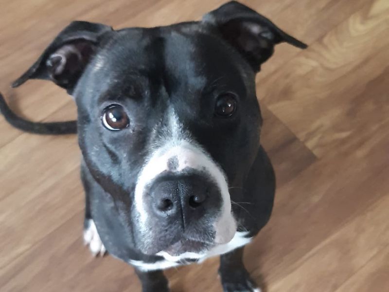 Boxer for adoption in Kenilworth, Warks – 4 years old