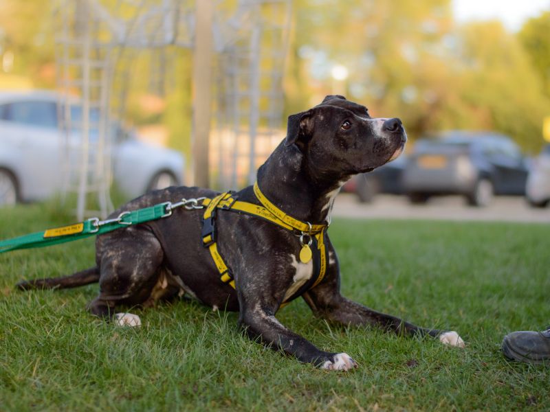 undefined | Terrier (Staffordshire Bull) Cross | undefined - 2