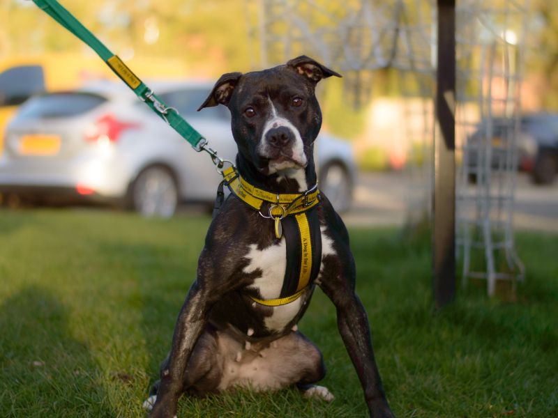 Staffordshire Bull Terrier for adoption in Kenilworth, Warks – 4 years old - Image 4 of 6
