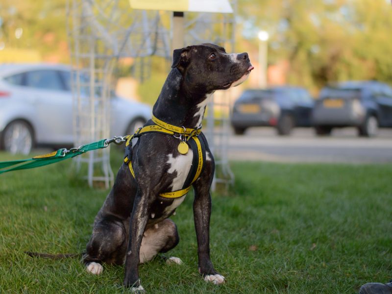 Staffordshire Bull Terrier for adoption in Kenilworth, Warks – 4 years old - Image 6 of 6