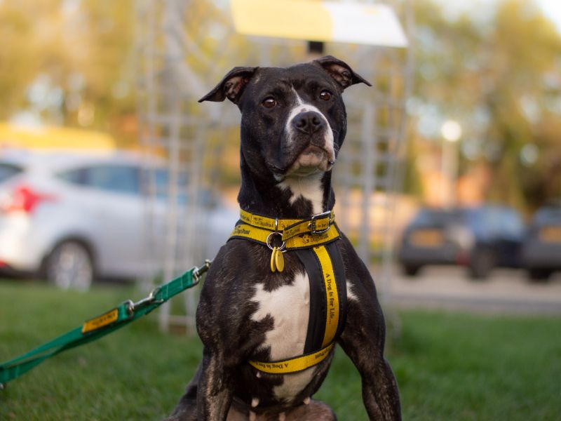 Staffordshire Bull Terrier for adoption in Kenilworth, Warks – 4 years old - Image 5 of 6