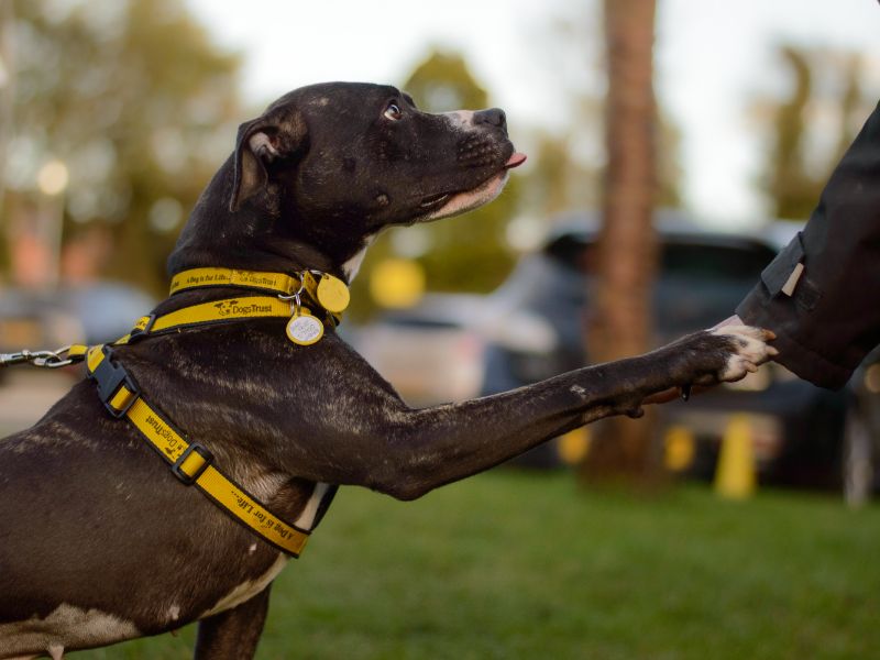 Staffordshire Bull Terrier for adoption in Kenilworth, Warks – 4 years old - Image 3 of 6
