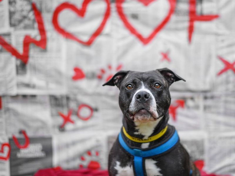 undefined | Terrier (Staffordshire Bull) Cross | undefined - 4