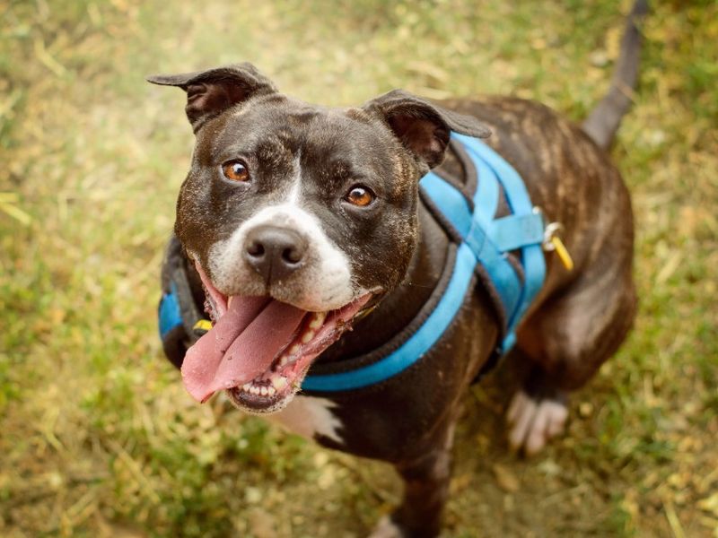 Stella | Terrier (Staffordshire Bull) Cross | Kenilworth (West Midlands) - 10