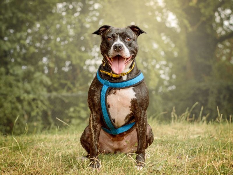 Stella | Terrier (Staffordshire Bull) Cross | Kenilworth (West Midlands) - 12