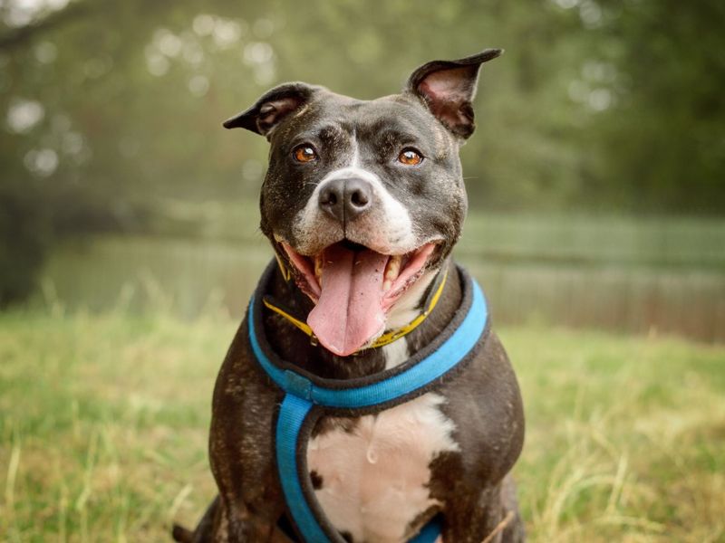 Stella | Terrier (Staffordshire Bull) Cross | Kenilworth (West Midlands) - 6